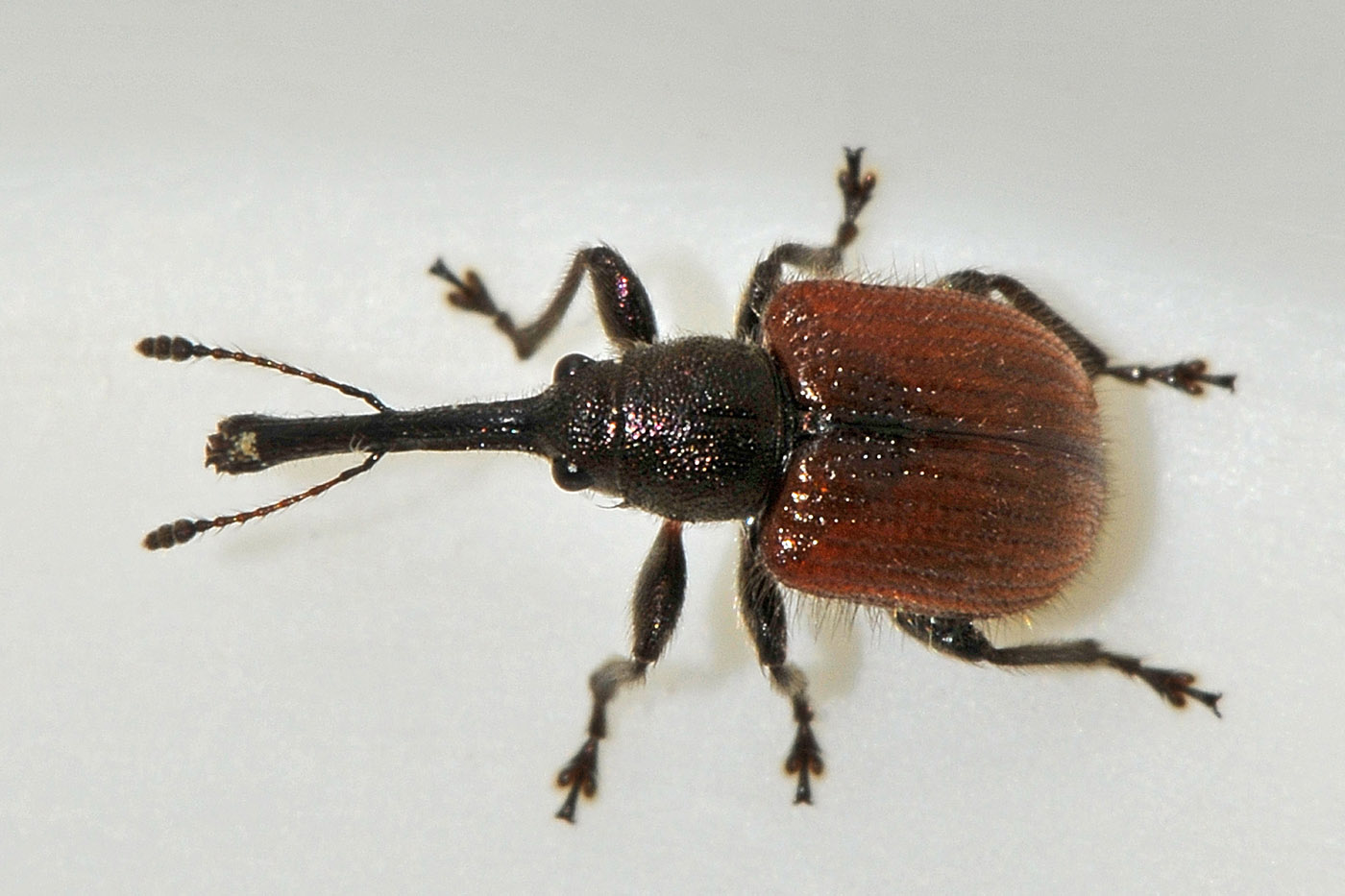 Rhynchitidae: Tatianaerhynchites aequatus